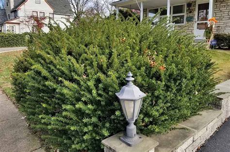 The Best Evergreen Shrubs for Your Garden | Gardener’s Path | Evergreen ...