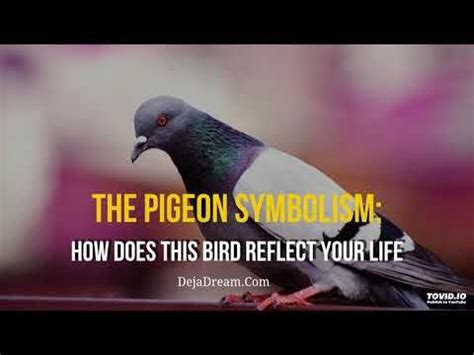 The pigeon symbolism how does this bird reflect your life – Artofit