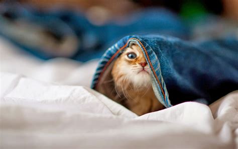 Funny Cat HD Wallpapers - HD Wallpapers - High Quality Wallpapers