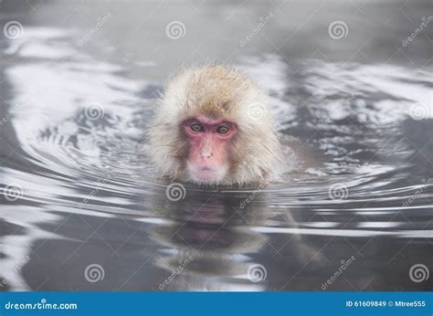 Snow Monkey in Hot Springs of Nagano,Japan. Stock Image - Image of ...