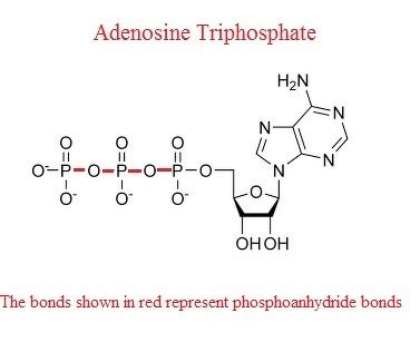 WHAT IS THE DIFFERENCE BETWEEN PHOSPHOANHYDRIDE BOND AND PHOSPHODIESTER ...