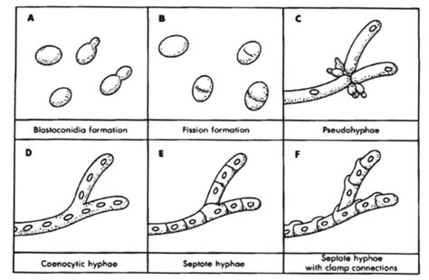 Fungi