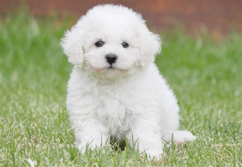 Bichon Frise Wallpapers - Wallpaper Cave