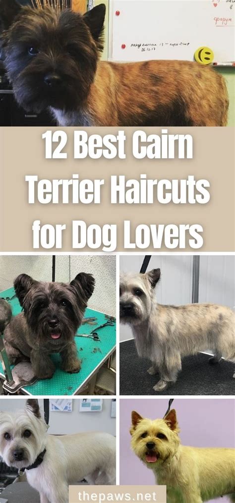 Looking for haircut ideas for your Cairn Terrier? Take a look at these ...