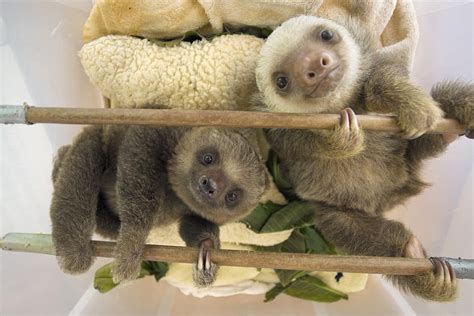 Hoffmanns Two-toed Sloth Orphaned Babies Photograph by Suzi Eszterhas