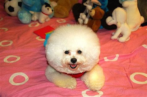 The 5 Sweetest Small and Fluffy Dog Breeds - PetHelpful