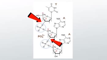 Phosphodiester Bond in DNA & RNA | Linkage, Formation & Function ...