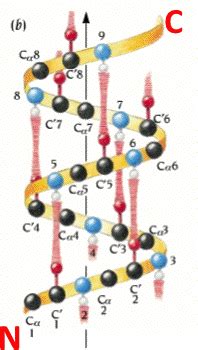 Secondary Structure Of Protein Alpha Helix