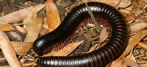 Giant African Millipede Cyanide