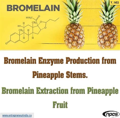 Bromelain Enzyme Production from Pineapple Stems