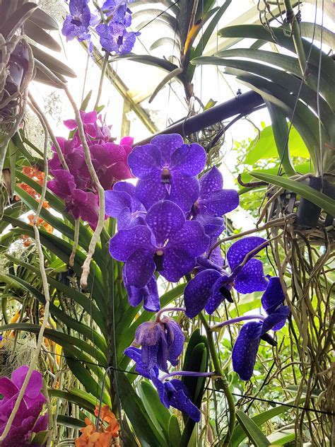 More from Kew Gardens : orchids