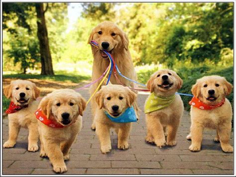 Golden Retriever Accessories | PETSIDI