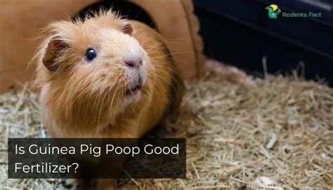 Can You Use Guinea Pig Poop As Fertilizer In Your Garden?