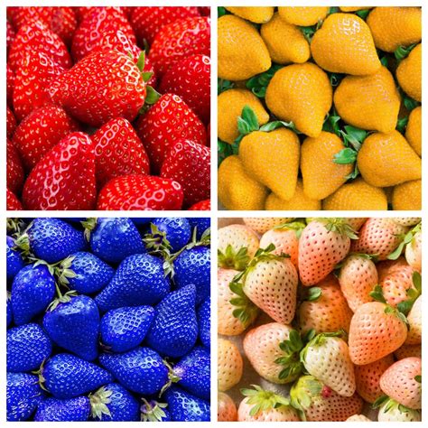 800+ Mix Strawberry Seeds for Planting - Heirloom Non-GMO Red Yellow ...