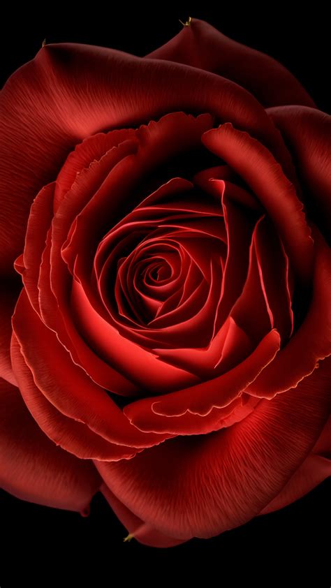 Red Rose Wallpaper 4K, Red flower, Black background, 8K