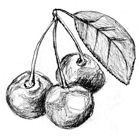 Still Life Fruit Drawing at GetDrawings | Free download