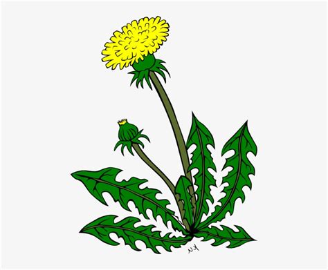 Purple Dandelion Clip Art