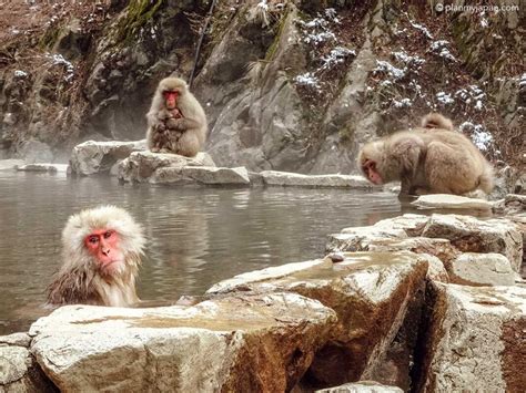 Snow Monkey Pass in Nagano, Japan Guide + Photos 2025 - Plan My Japan