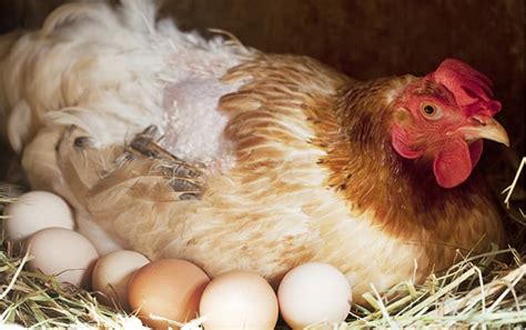 Your Backyard Chickens Lay Eggs But Are You Feeding Your Backyard The