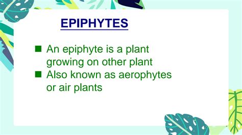 SOLUTION: Adaptations in epiphytes - Studypool