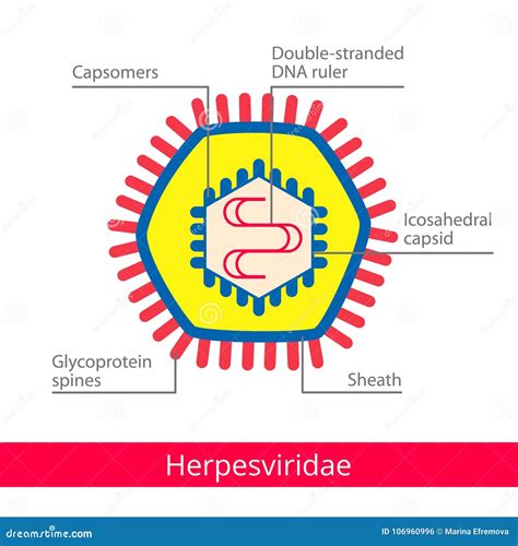 Rhabdoviridae. Classification Of Viruses. Vector Illustration ...