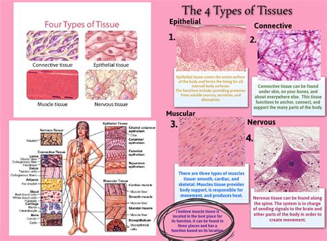 The 4 Types Of Tissue