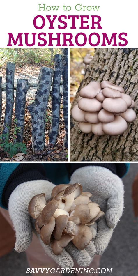 How to Grow Oyster Mushrooms at Home