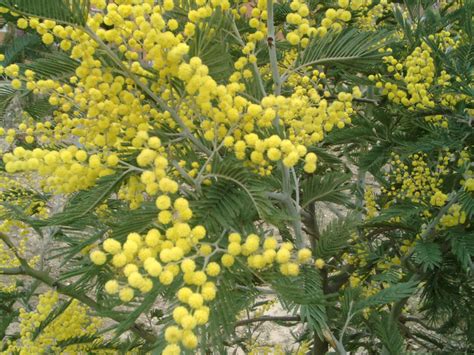 Acacia | Description, Major Species, & Facts | Britannica