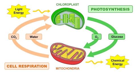 Relationship Between Photosynthesis And Respiration In Biology - FreeSkill