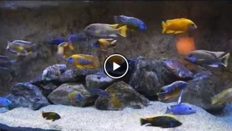 8 Best African Cichlid Tank Mates [Massive List & Care Guide] 2020