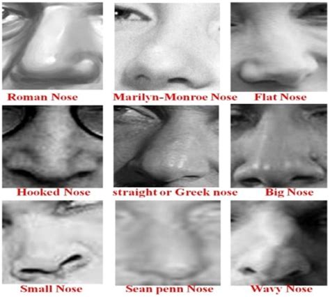 nose types (human anatomy, 2014). | Download Scientific Diagram