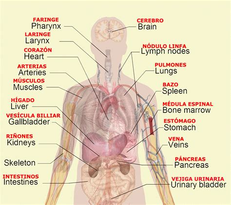 Human Organ Diagrams | 101 Diagrams