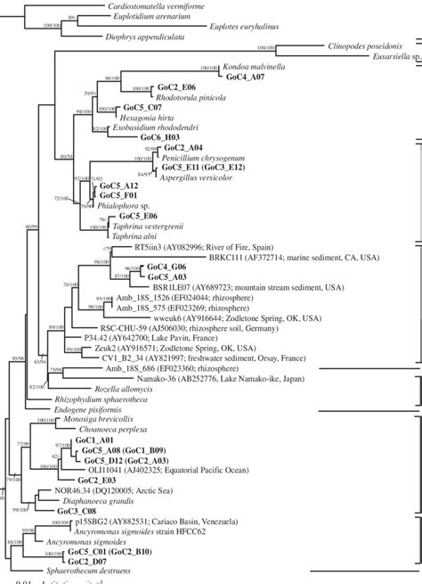 Opisthokonts phylogeny. Minimum evolution phylogenetic tree of ...