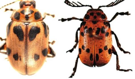 Toxic beetles and poisonous plants: Study reveals how southern Africa’s ...