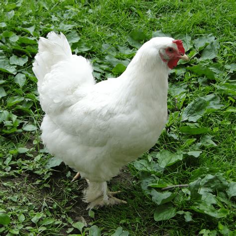 Breed Spotlight: The Cochin Chicken | Meyer Hatchery Blog