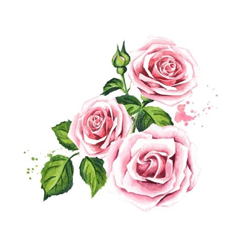 Rose Composition. Watercolor Hand Drawn Illustration, Isolated On White ...