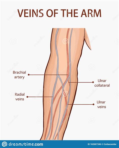 Veins Of The Upper Arm Vector Illustration | CartoonDealer.com #41446440