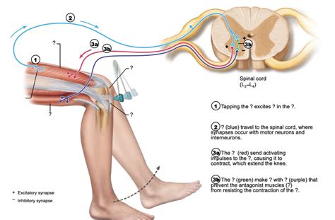 Excitatory Synapse & Inhibitory synapse Diagram | Quizlet