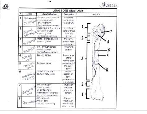 Anatomy of a Long Bone - Ashley's Anatomy Website