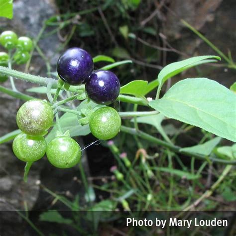 Blackberry nightshade (Solanum nigrum, Solanum americanum) | Queensland ...