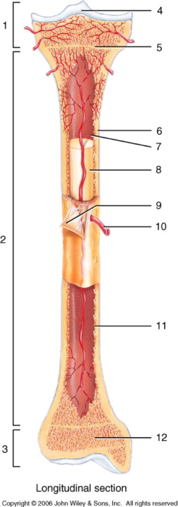 Shaft of Long Bone Diagram | Quizlet