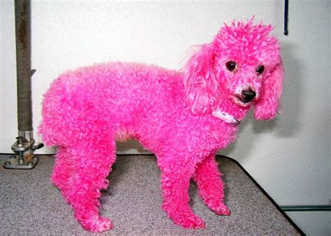 🔥 [40+] Pink Poodle Wallpapers | WallpaperSafari