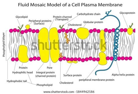 Fluid Mosaic Model Cell Plasma Membrane Stock Vector (Royalty Free ...