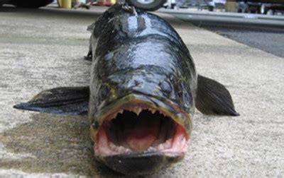 Northern Snakehead Fish | Reduce Risks from Invasive Species Coalition