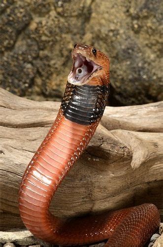 Red Spitting Cobra Facts and Pictures | Reptile Fact