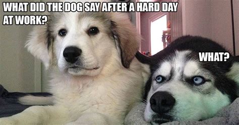 10 Best "Bad Puns Dog" Memes Ever - 9GAG