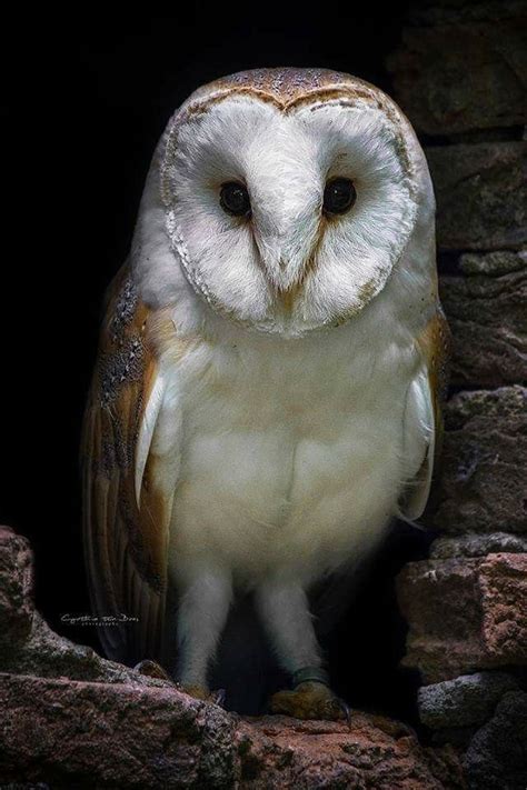 Barn Owl | Aves de rapina, Corujas, Criaturas