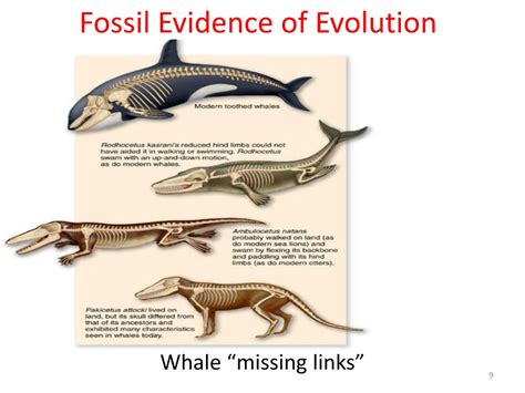 PPT - The Evidence for Evolution PowerPoint Presentation, free download ...