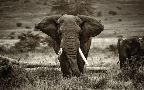 African Elephant Wallpaper 4k - 2880x1800 - Download HD Wallpaper ...