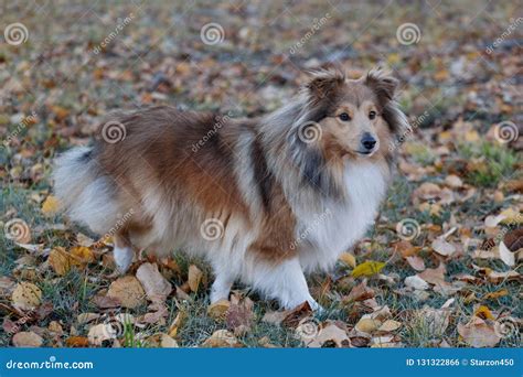 Sable Shetland Sheepdog Puppy is Walking in the Autumn Park. Shetland ...